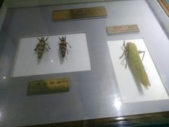 -上海昆虫博物馆