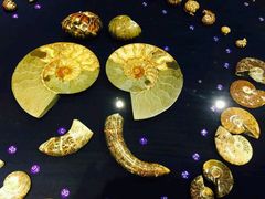 -青岛贝壳博物馆