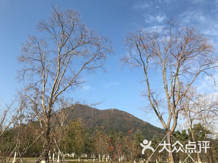 大陽山國家森林公園-圖片-蘇州周邊遊-大眾點評網