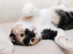 -宠爱国际动物医院·消化内科·心肾内科·ISFM猫友好(望京店)