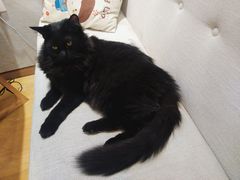 -藏猫猫咖啡主题馆(中央大道店)