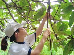 -塘栖枇杷特色园区