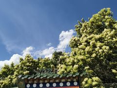 -塔尔寺-菩提树