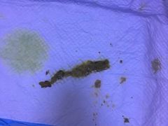 -辛巴宠物医疗中心·骨科·内分泌专科·心肾专科(亭林公园店)