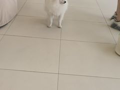 -怪兽屋·羊驼·猫咖·狗咖(俊华广场店)