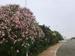 -神光山国家森林公园