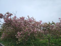 -天适樱花悠乐园