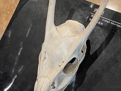 -昆明动物博物馆