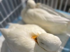 -共舞时光猫咖·狗咖(新街口店)