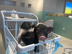 -怪兽屋·羊驼·猫咖·狗咖(俊华广场店)