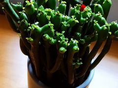 -金陵花卉交易市场