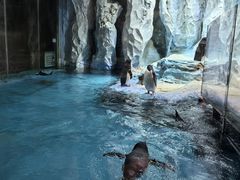 -帝企鹅自助餐厅•儿童岛•真企鹅(长隆企鹅酒店)