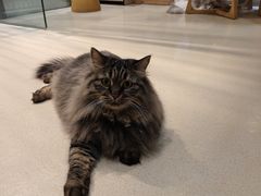 -藏猫猫咖啡主题馆(中央大道店)