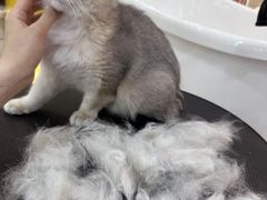 -momokira米努特·德文卷毛猫·棉花面纱犬