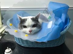 -纳吉亚猫专科动物医院·北北分院