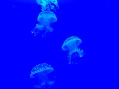 -福州罗源湾海洋世界旅游区