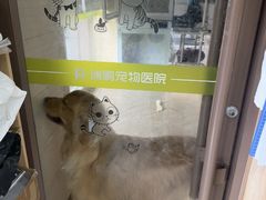 -瑞鹏宠物医院·夜间急症·心超·猫科(祖庙分店)