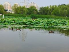 -太阳宫公园