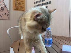 -唐小姐の私宠·宠物洗护美容·撸猫馆·购宠(周浦万达旗舰店)