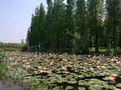 -艾溪湖湿地公园