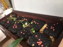 -老房子金沙元年川菜食府·花园餐厅(金沙店)