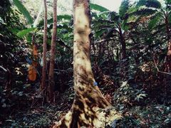 -中国科学院西双版纳热带植物园