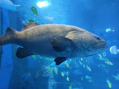 -太平洋海底世界