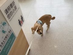 -谐和贝康宠物医院24小时·宠保定点(急重症转诊中心)
