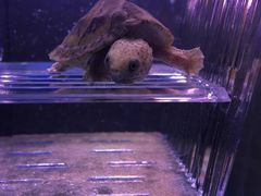 -灵龟之家百象馆(百象馆联合旗舰店)