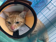 -瑞派宠物医院(搏威敦和院)