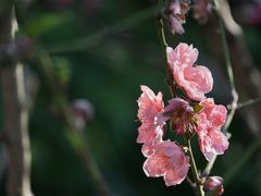 -桃花涧
