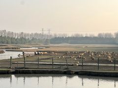 -溱湖国家湿地公园