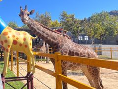 -西霞口神雕山野生动物世界