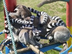 -西霞口神雕山野生动物世界