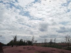 -上海滨江森林公园