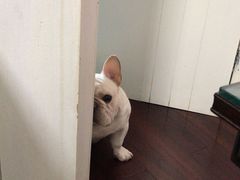 -申普宠物医院·心脏介入·心血管微创(总院)