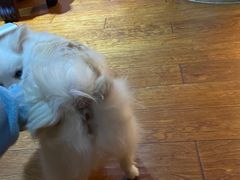 -天使宠物医院·犬猫分诊(彩虹店)