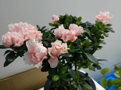 -曲阳花鸟市场(曲阳路店)