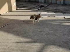 -波姐宠物家庭寄养