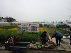 -青浦采草莓天天草莓园