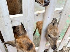 -前小桔亲子创意农场·草莓采摘·露营烧烤