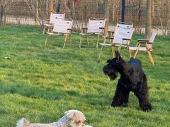 -爪吧宠物乐园 (温榆河示范区店)