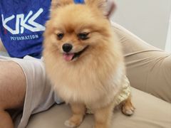 -怪兽屋·羊驼·猫咖·狗咖(俊华广场店)