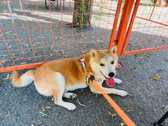 -美联众合动物医院·24h京西诊疗中心