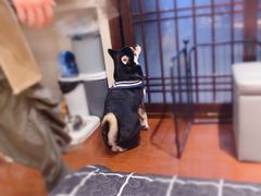 -逗柴咖啡屋·狗咖猫咖宠物桌游