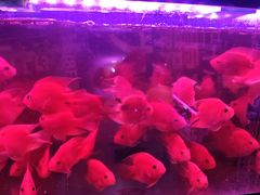 -双季花艺园艺市场(浦东店)