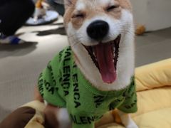 -逗柴咖啡屋·狗咖猫咖宠物桌游