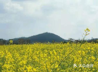 春天来场油菜花田的约会吧