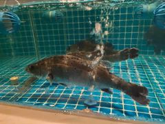 -妈妈菜舟山海鲜(定海古城店)