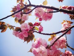 高东镇樱花园-高东镇樱花园